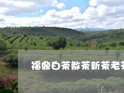 福鼎白茶散茶新茶老茶区别/2023041714915