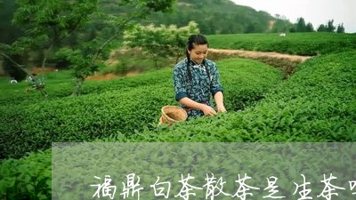 福鼎白茶散茶是生茶吗/2023120779603