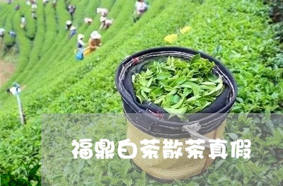 福鼎白茶散茶真假/2023082657281