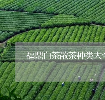 福鼎白茶散茶种类大全图片/2023111584727