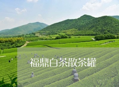 福鼎白茶散茶罐/2023060808150