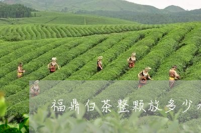 福鼎白茶整颗放多少水泡茶/2023042673037