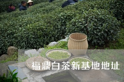 福鼎白茶新基地地址/2023062805026