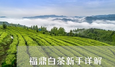 福鼎白茶新手详解/2023112675050