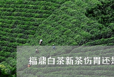 福鼎白茶新茶伤胃还是伤肝/2023042639471