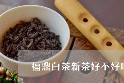 福鼎白茶新茶好不好喝/2023120809392