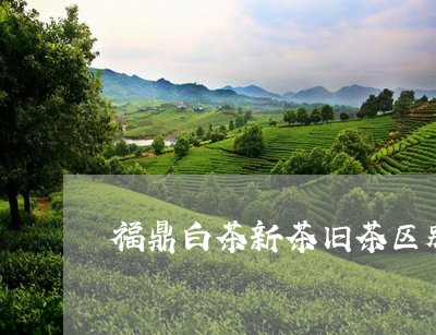 福鼎白茶新茶旧茶区别图片/2023042619505