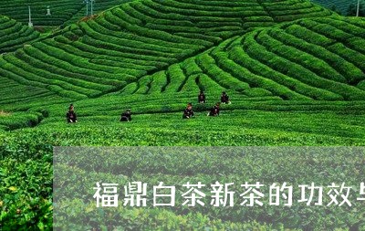 福鼎白茶新茶的功效与禁忌/2023041705838