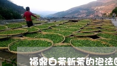 福鼎白茶新茶的泡法图片/2023110183958