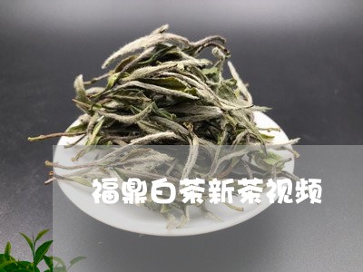 福鼎白茶新茶视频/2023062871694