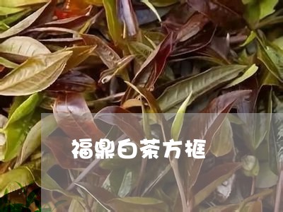 福鼎白茶方框/2023111602915