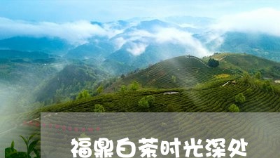 福鼎白茶时光深处/2023112659373