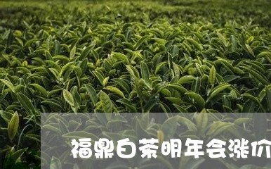 福鼎白茶明年会涨价吗/2023120836371