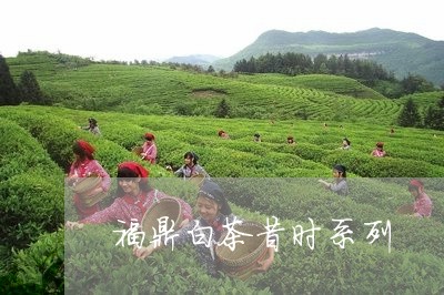 福鼎白茶昔时系列/2023112635268