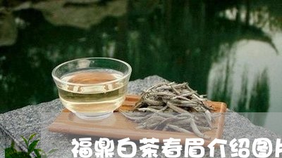 福鼎白茶春眉介绍图片欣赏/2023110969581