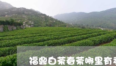 福鼎白茶春茶哪里有卖/2023120867149