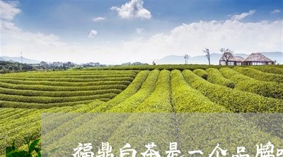 福鼎白茶是一个品牌吗/2023062958493