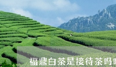 福鼎白茶是接待茶吗吗/2023091527170