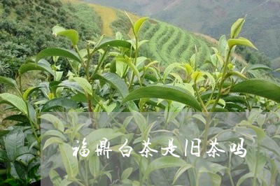 福鼎白茶是旧茶吗/2023112604059