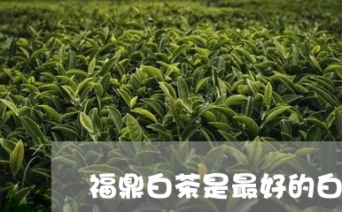 福鼎白茶是最好的白茶吗/2023092299582