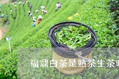 福鼎白茶是熟茶生茶吗/2023120775094