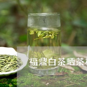 福鼎白茶晒茶村/2023060864958