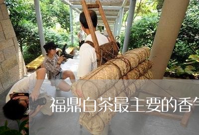 福鼎白茶最主要的香气/2023120849471