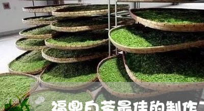 福鼎白茶最佳的制作工艺教程/2023062986279