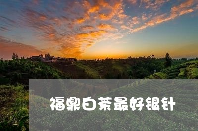 福鼎白茶最好银针/2023112661402