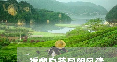 福鼎白茶月朗风清/2023112696158