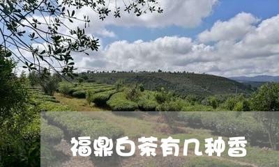 福鼎白茶有几种香/2023112695038