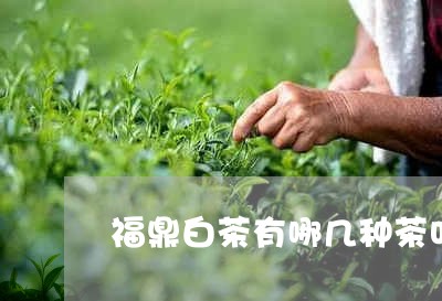 福鼎白茶有哪几种茶叶品种/2023042614835