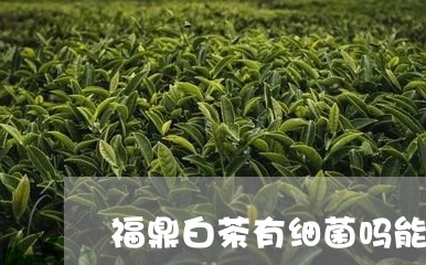 福鼎白茶有细菌吗能喝吗/2023110285048