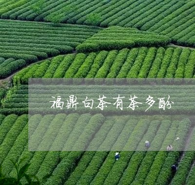 福鼎白茶有茶多酚/2023112687168