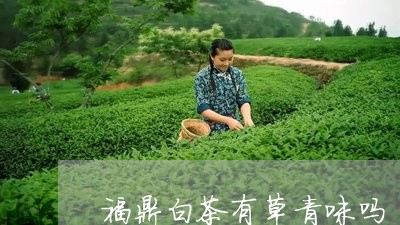 福鼎白茶有草青味吗/2023120353948