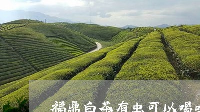 福鼎白茶有虫可以喝吗/2023120869482