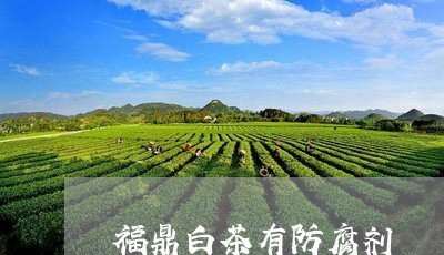 福鼎白茶有防腐剂/2023070713593