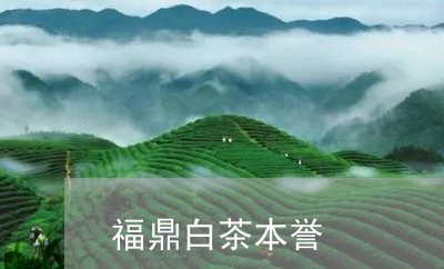 福鼎白茶本誉/2023052275251