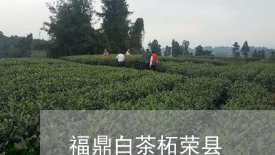 福鼎白茶柘荣县/2023060872838