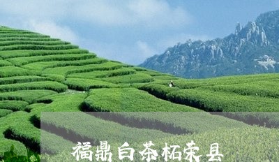 福鼎白茶柘荣县/2023112545131