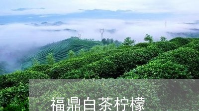 福鼎白茶柠檬/2023052251513