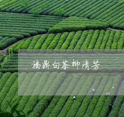 福鼎白茶柳清芳/2023060840793