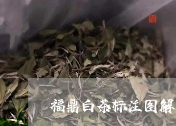 福鼎白茶标注图解大全大图/2023110922737