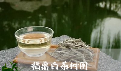 福鼎白茶树图/2023052244947