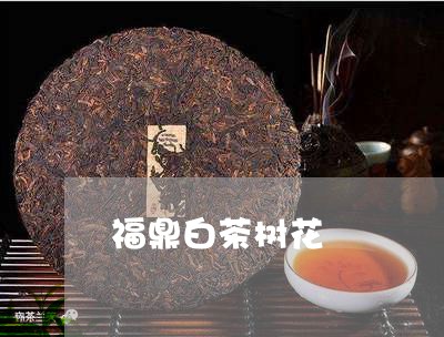 福鼎白茶树花/2023052234070