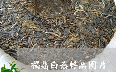 福鼎白茶样品图片/2023070780705