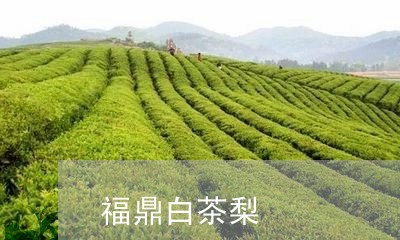 福鼎白茶梨/2023051098472