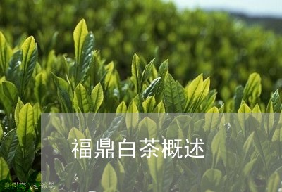 福鼎白茶概述/2023052218593