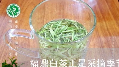 福鼎白茶正是采摘季节/2023120722704