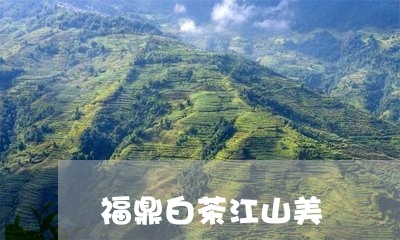 福鼎白茶江山美/2023082549583